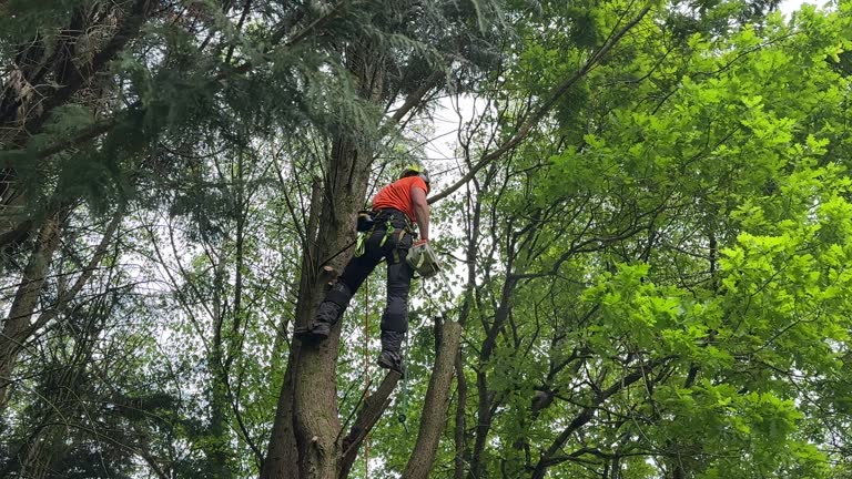 Best Emergency Tree Removal  in Ellisburg, NJ